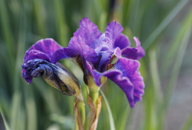 Maine plant societies attract fans of irises. One of the benefits of membership is the opportunity to swap, buy or win plants at society events.