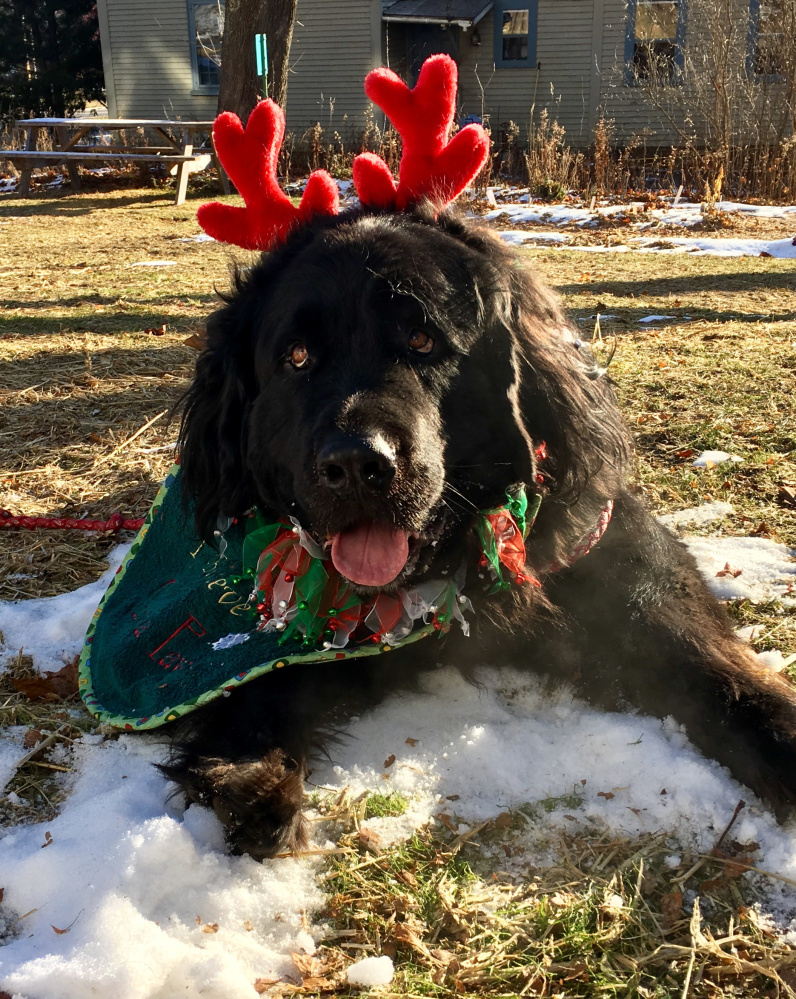 Fritz, a rescued dog with a woeful tale, has become the iconic Reindeer-Dog at the Friends of the Wiscasset Library's holiday kids-only shopping event. The event is set for 9 a.m. to 2 p.m. Saturday, Dec. 9, at the library.