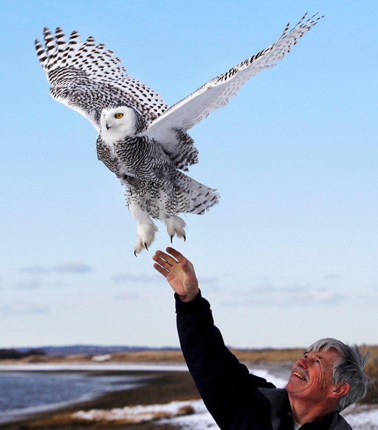 Norman Smith, director of Mass Audubon's Blue Hills Trailside Museum, releases a snowy owl  in Duxbury, Mass. 