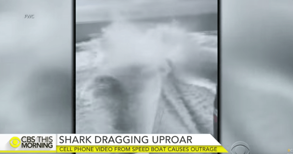 Notorious sharkdragging video results in cruelty charges against 3