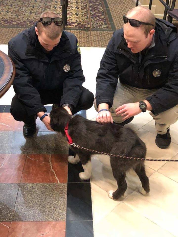 Officers Jordan Perry and Danny Place of the Bangor Police Department greet the 14-week-old border collie named Tessa.