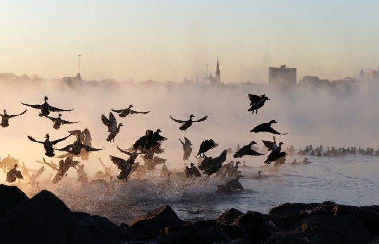 A flock of waterfowl takes flight through sea smoke over Back Cove during a frigid sunrise Tuesday, when it was minus 10 degrees at 7 a.m. in Portland.