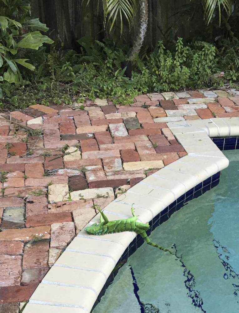 An iguana that froze lies near a pool after falling from a tree in Boca Raton, Fla., Thursday.