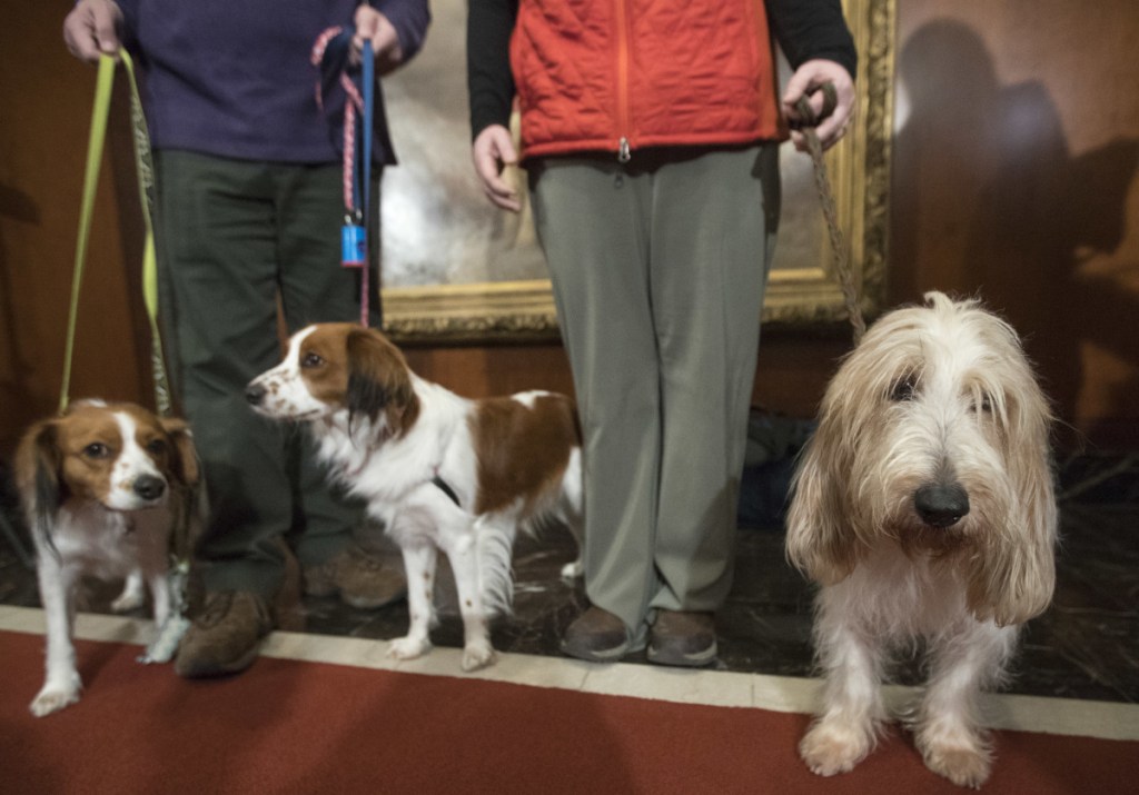 Juno, right, a grand basset griffon Vendeen, and two Nederlandse kooikerhondjes, Escher, left, and Rhett, center, stand with their handlers during a news conference at the American Kennel Club headquarters Wednesday.