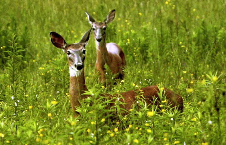 Your chances of a successful deer hunt in the fall can be improved by taking advantage of the upcoming show season to interact with outfitters and learn more about what they offer for guided hunts.