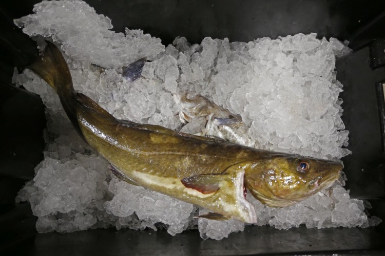 A cod that will be auctioned off sits on ice at the Portland Fish Exchange. Cod were once the backbone of New England's commercial fishing fleet, but catch has plummeted in the wake of overfishing and environmental changes. Officials now say there are some positive signs for the cod stock, and quotas are set to increase slightly this spring after years of heavy cutbacks.