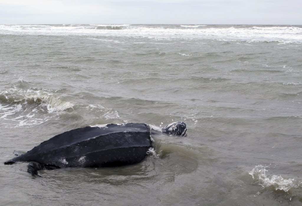 A rare leatherback sea turtle named Yawkey moves off the beach and returns to the the Atlantic Ocean at Isle of Palms, S.C., after it was treated at the South Carolina Aquarium in 2015. Leatherbacks live all over the world's oceans and have been listed as endangered by the U.S. since 1970.