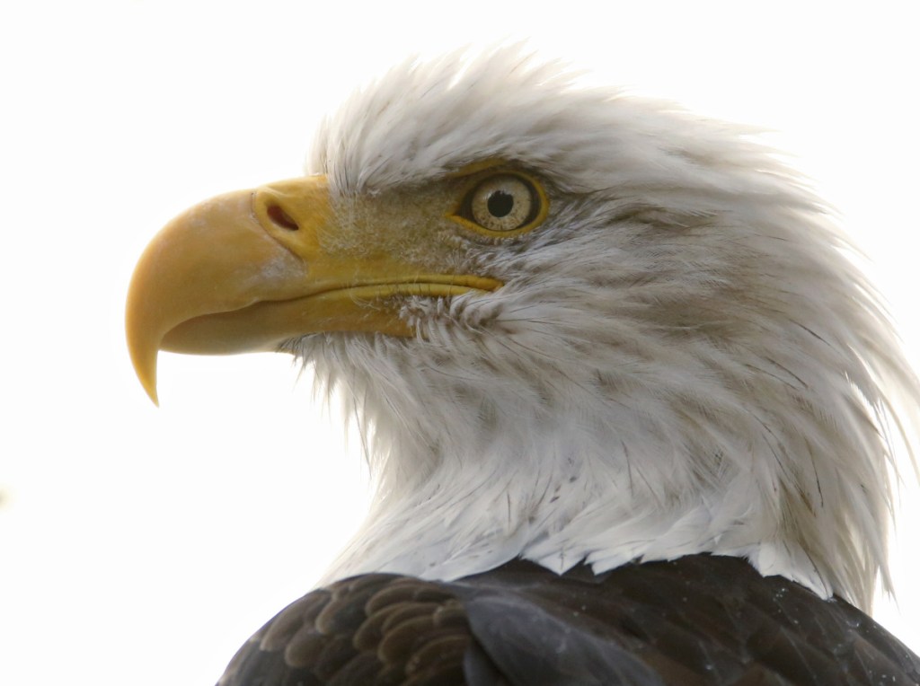 Counting bird populations like bald eagles can be extremely difficult because of possible duplication.
