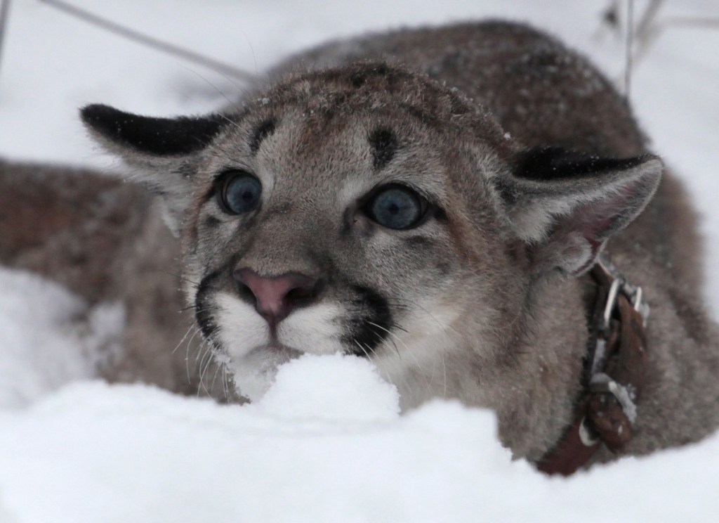 A North American puma cub, cousin to the Eastern puma, which is now deemed extinct.