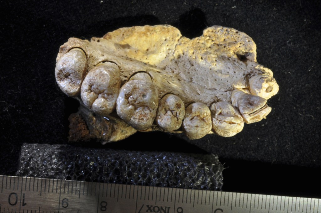 This undated photo provided by researcher Gerhard Weber shows a portion of the upper left jaw and teeth from the Misliya-1 fossil. Researchers found the jawbone in an Israeli cave, indicating that modern humans left Africa as much as 100,000 years earlier than previously thought. (Gerhard Weber/University of Vienna via AP)