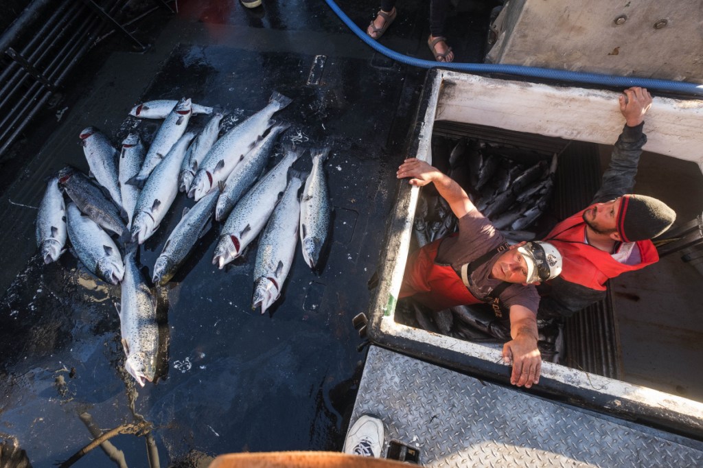 Two fishermen exit the hold of a boat after separating out 16 farm-raised Atlantic salmon caught off the Washington coast. The fish may have escaped from a salmon farm in August.