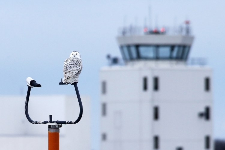 A snowy owl perches on a navigation pole at the Portland International Jetport on Tuesday. Several snowy owls have returned to the airport causing traffic problems on the southern end of the property as birdwatchers park illegally.