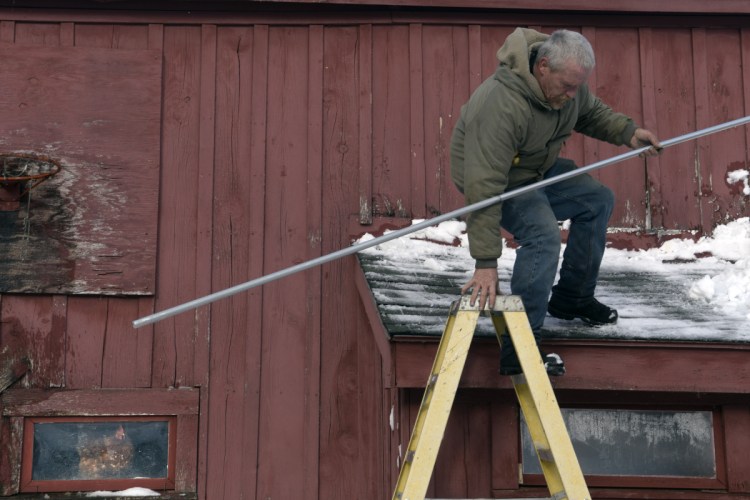 A hen watches farmhand Wayne McAfee descend a barn roof Tuesday after cleaning snow off it at Sonny Black's farm in Litchfield. Black said he gets 20 eggs a day from a flock of 28 chickens. "But keeping their water from freezing is challenging," Black said of the coldest winter he recalls.