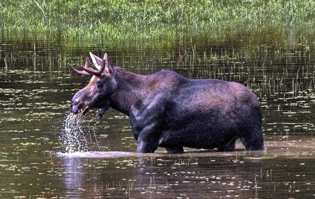 A bull moose lifts its head out of the water while eating in a small pond along Route 201 in The Forks in 2016. Main Street Skowhegan announced that the Maine Moose Permit Lottery would take place in Skowhegan at the fairgrounds during the inaugural Skowhegan Moose Festival on June 8-10.
