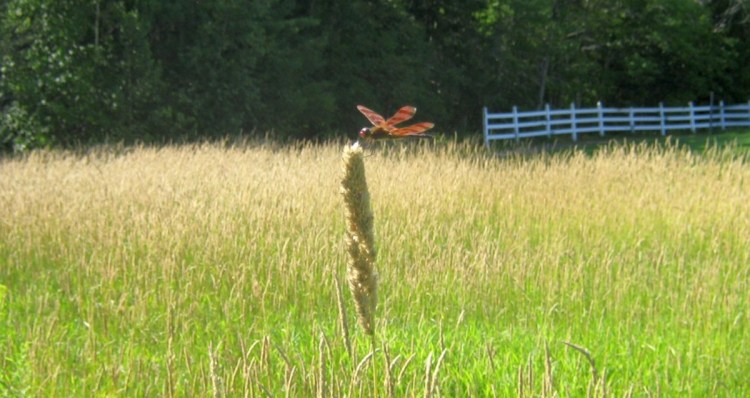A Halloween pennant dragonfly alights on grass in the Unity park in 2011.