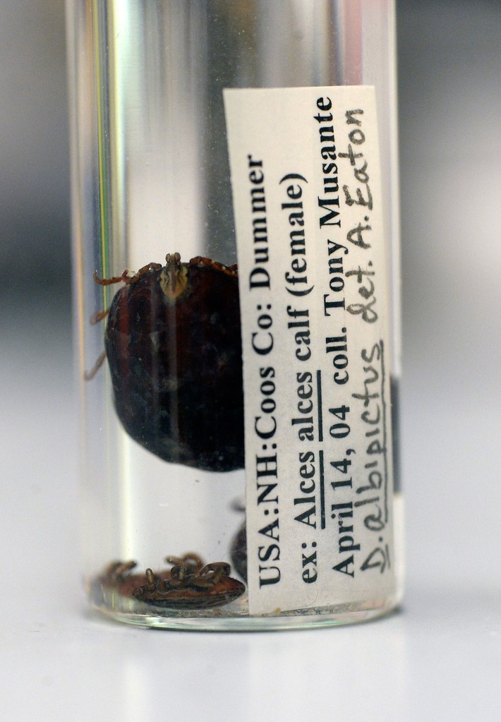 Moose ticks in a container at Maine Medical Center Research Institute in Scarborough on April 7, 2016. 