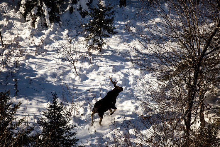 A young bull moose with half of its antlers shed runs through a clearing in the woods north of Moosehead Lake in this January 2016 file photograph. The moose was spotted on a moose collaring expedition with biologist Lee Kanter of the Maine Department of Inland Fisheries and Wildlife.