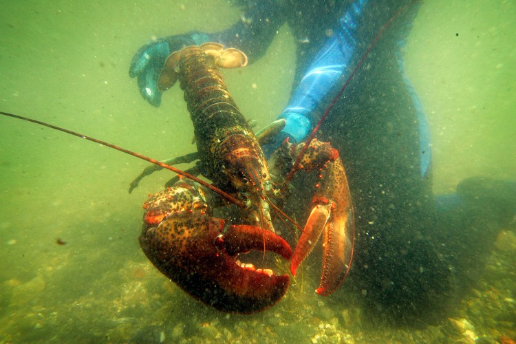 A scientist holds a lobster underwater on Friendship Long Island, Maine, in 2007. A study says conservation practices have allowed the northern New England lobster industry, a backbone of Maine's economy, to thrive in the face of rising ocean temperatures while the southern New England lobster catch has plummeted. 