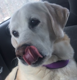 Sophie, a yellow Labrador retriever from Bryant Pond, was found in a snowbank after being missing for five days.