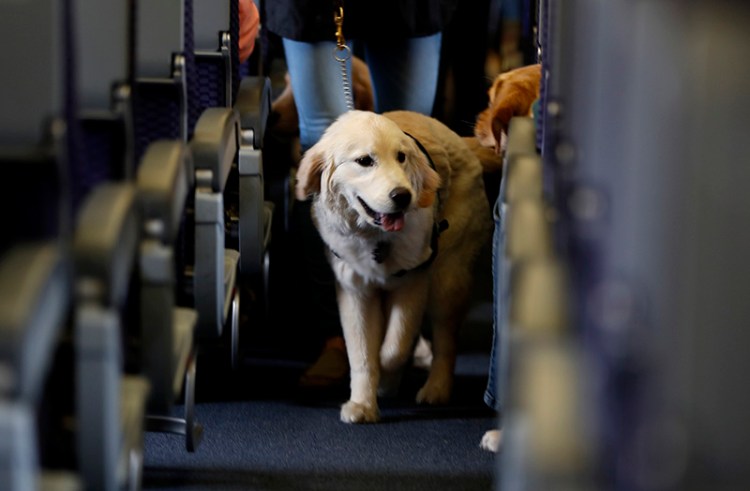A service dog on a United flight in 2017