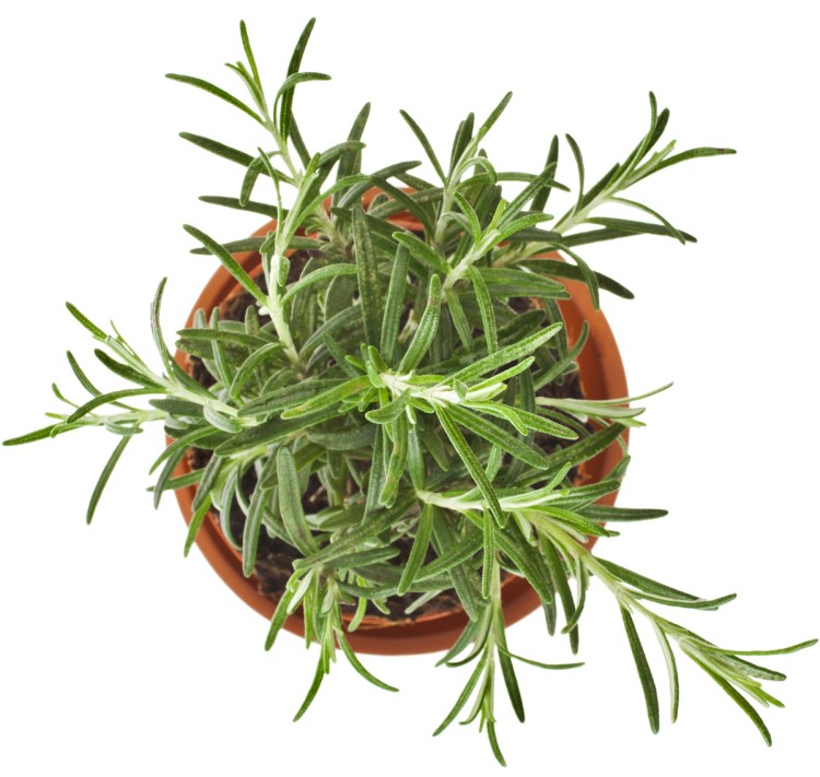 Rosemary is a challenge to grow. Photo by Madlen/ Shutterstock.com