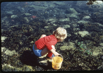 A daughter of the columnist’s family friends explores the abundant marine life on the shore of Penobscot Bay in 1979.