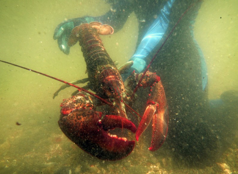 The Maine Lobster Marketing Collaborative is funded by fees paid by members of the state's industry.