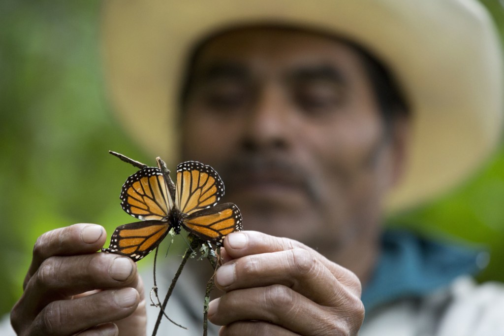 A dying butterfly at the monarch butterfly reserve in Piedra Herrada, Mexico. Without trees to provide thermal cover and roosting sites, the butterflies can freeze to death.
