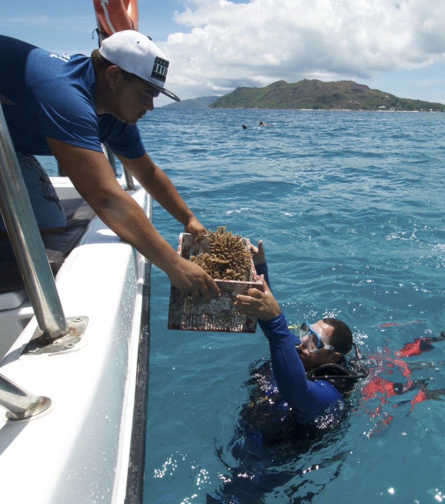 A box of nursery-grown coral is handed to a diver off the coast of Praslin Tuesday. The island nation of the Seychelles is pioneering a marine conservation plan as part of a debt swap deal with creditors.