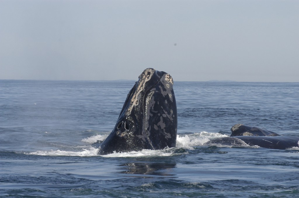 A right whale raises its head out of the water in the Bay of Fundy in 2005. Dozens of endangered right whales have been spotted in Cape Cod Bay, but no babies have been reported yet this year.