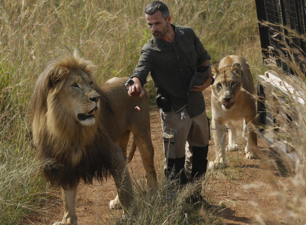 Kevin Richardson, an animal protection activist known as the "lion whisperer,' takes two of them for a walk in the Dinokeng Game Reserve in South Africa last March.
Associated Press/Denis Farrell