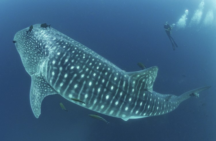 A whale shark makes diver Alexandra Watts appear tiny as she observes it in the Galapagos Islands area of Ecuador recently.