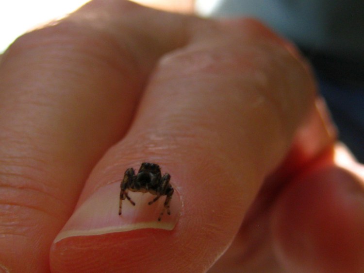 A jumping spider is one of many arachnids that can be found in Maine.