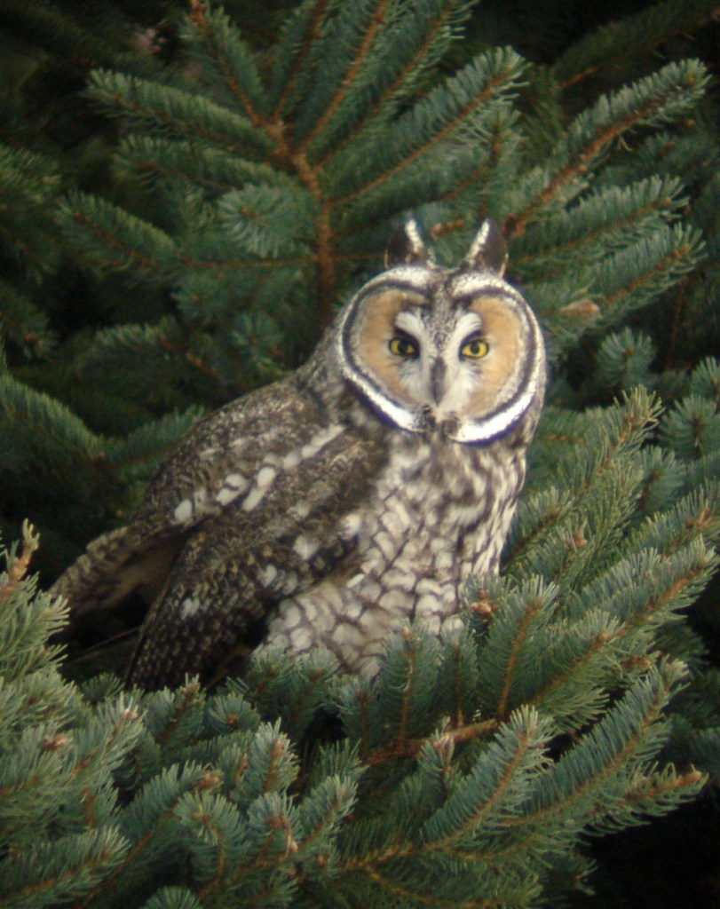 Photo courtesy of Kirk Gentalen
Long-eared owl.