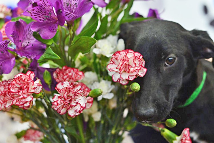 Cherry, a 5-month-old black lab mix, awaits Valentine's Day at the Windham County Humane Society in Brattleboro, Vermont. 