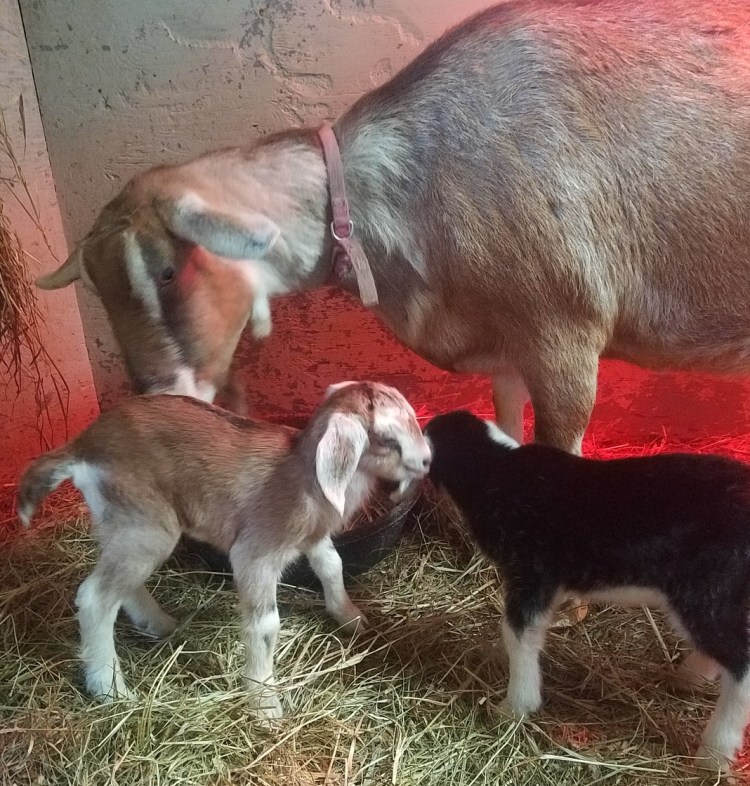 Ava, a Toggenburg goat that was pregnant, pictured, was shot and killed by someone at Smiling Hill Farm. A reward has been offered for information that leads to the conviction of the culprit.