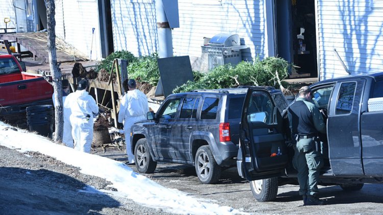 Law enforcement agents take marijuana plants out of a building on Lincoln Street in Lewiston on Feb. 27.
