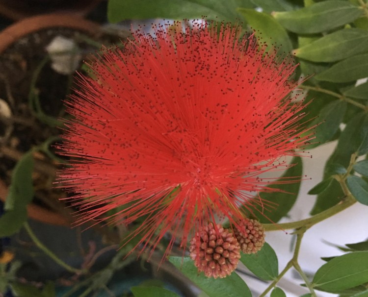 The red puffball plant produces 2-inch bulbous blossoms.