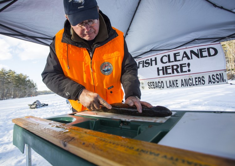 Bob Chapin, who lives on Thompson Pond near Sebago Lake, cleans a 20-inch pickerel. He's cleaned fish at derbies in southern Maine for 10 years.