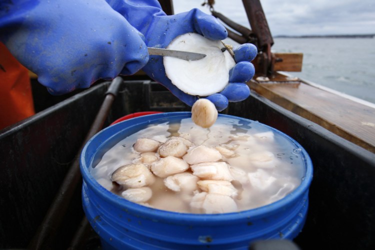 Scallop meat is shucked at sea in Harpswell.  Scallop prices could plunge in 2018 because fishermen are on track to harvest a high number and imports are up.
