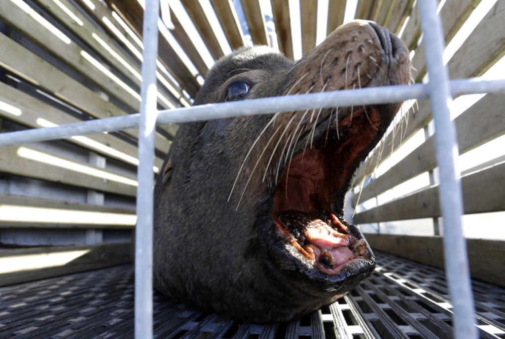A California sea lion waits to be released into the Pacific Ocean in Newport, Ore. Two species of fish listed as threatened face a growing challenge in Oregon from sea lions.