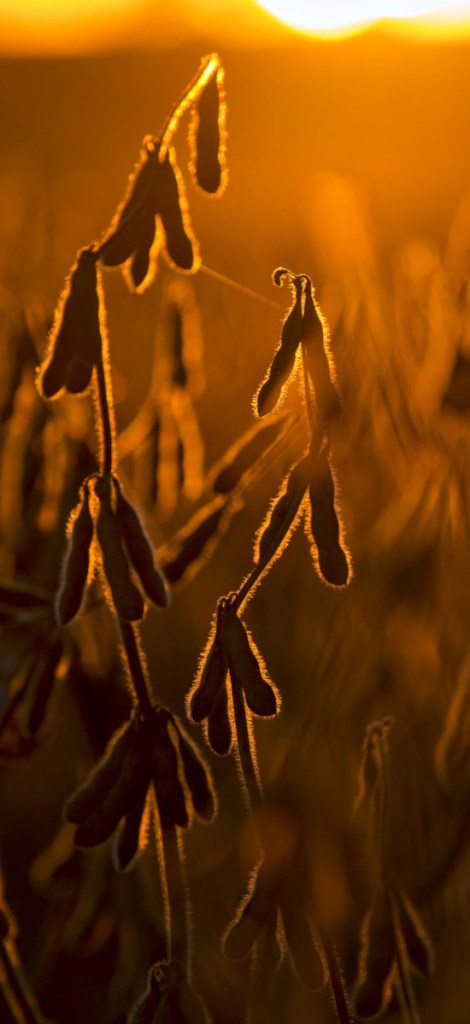 Soybeans stand in a field at dusk in Buda, Illinois.