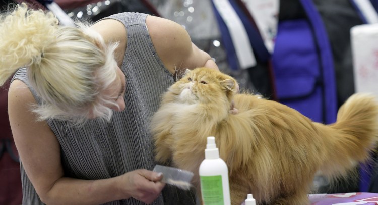 Brigitte Pouliot brushes a feline before showing it at the cat show in Augusta.