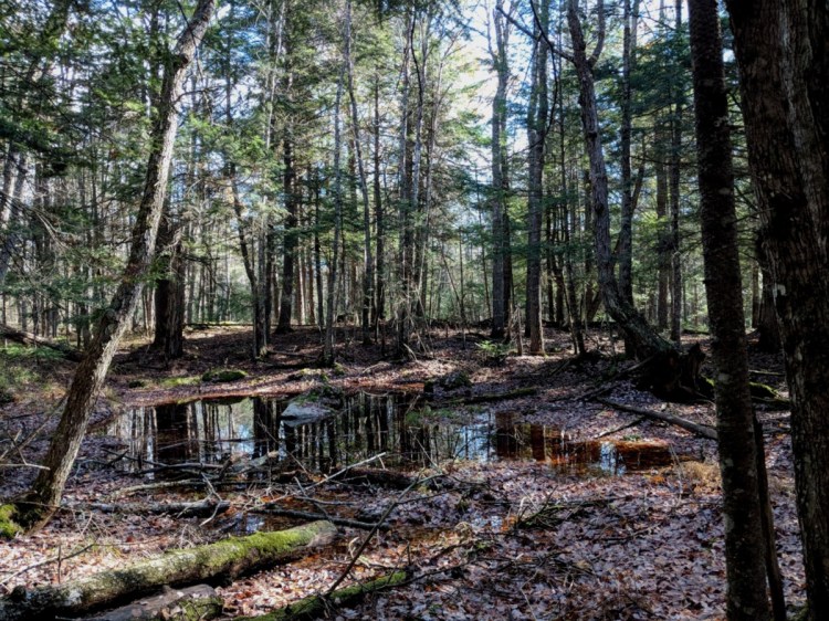 George and Linda Smith recently donated a 125-acre family woodlot in Mount Vernon to the Kennebec Land Trust. It is called the Ezra Smith Wildlife Conservation Area, after George's father.