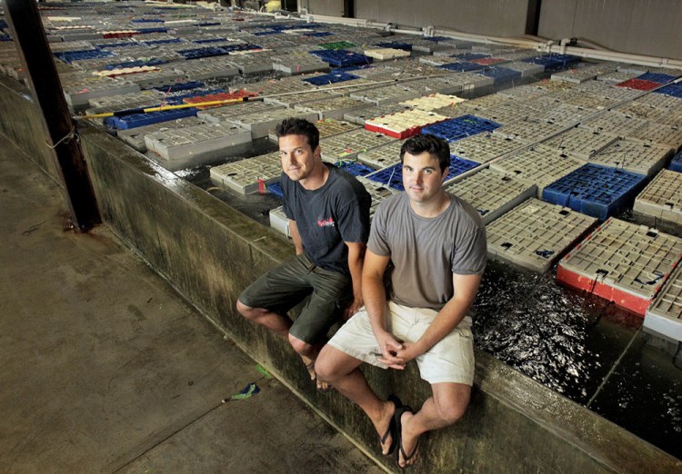 Brothers Brendan Ready, left, and John Ready are co-owners of Ready Seafood, which may be the first Maine lobster dealer to help fund a public university's research on the fishery.