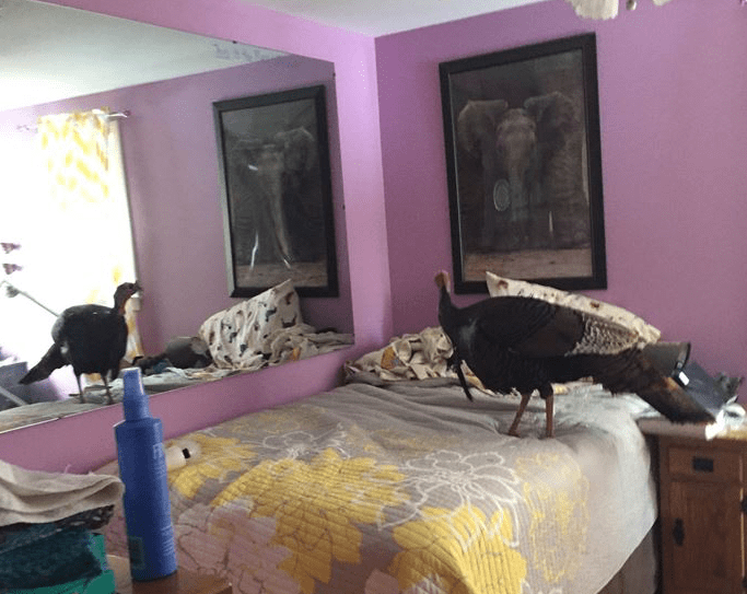A turkey stands on a homeowner's bed in Kennebunk. The bird broke into the house and broke several items.  Photo courtesy of Kennebunk Police Department