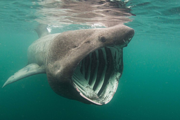 A basking shark. It is the second-largest fish on the planet.  
