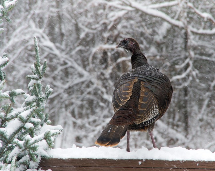 Bud Marvel of Wells says flocks of turkeys – as many as 30 at a time – have been visiting his yard and deck this winter to sample the bird seed his wife throws out onto the snow.