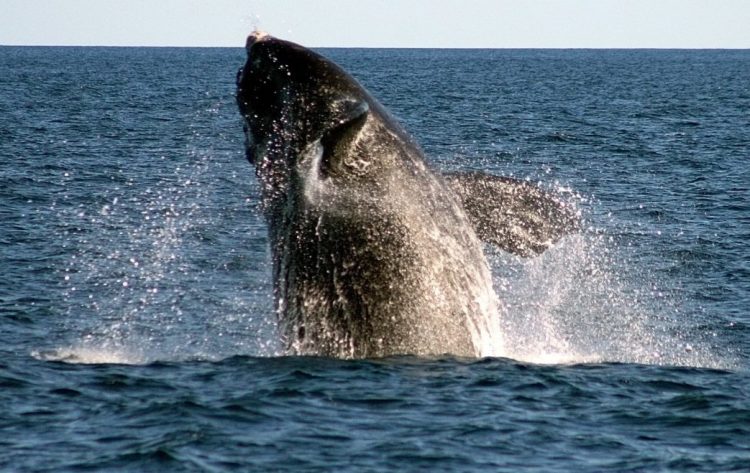 A right whale breaches off Boothbay Harbor. A $700,000 federal grant will help determine how much fishing gear entanglement and ship strikes are contributing to the species' rising mortality. 