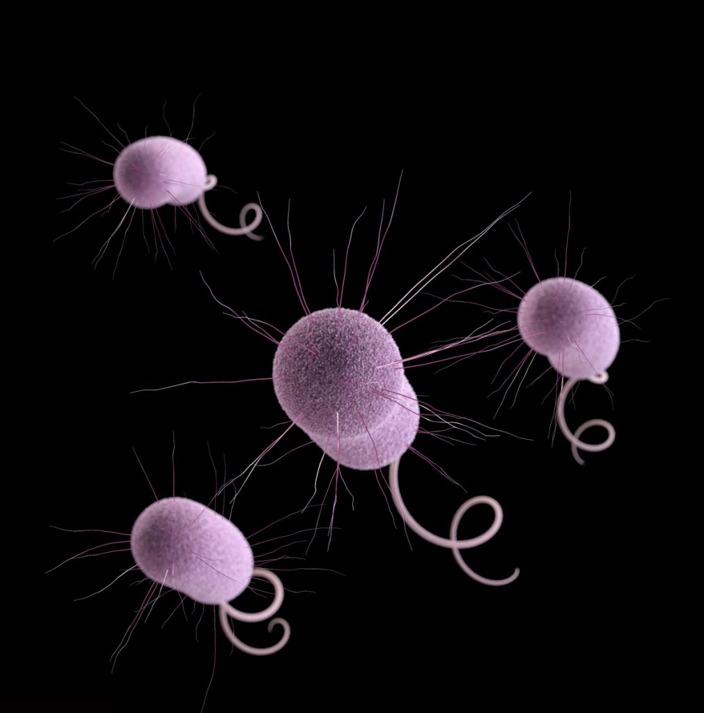 An illustration depicts Pseudomonas aeruginosa bacteria, one of the germs that can evolve to resist antibiotics.
CDC via AP